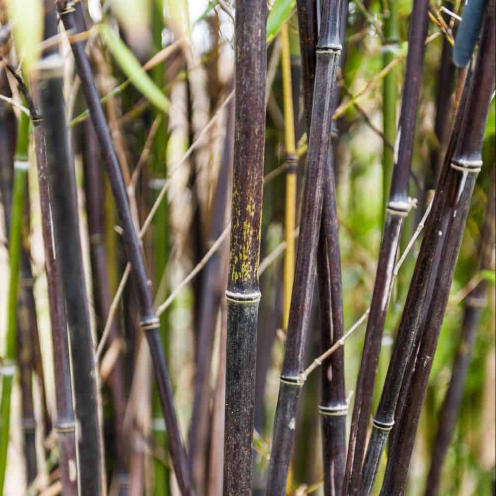 plantes bambous