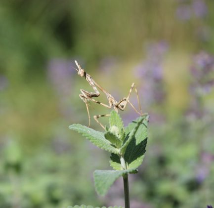 fleur insecte nature jardin