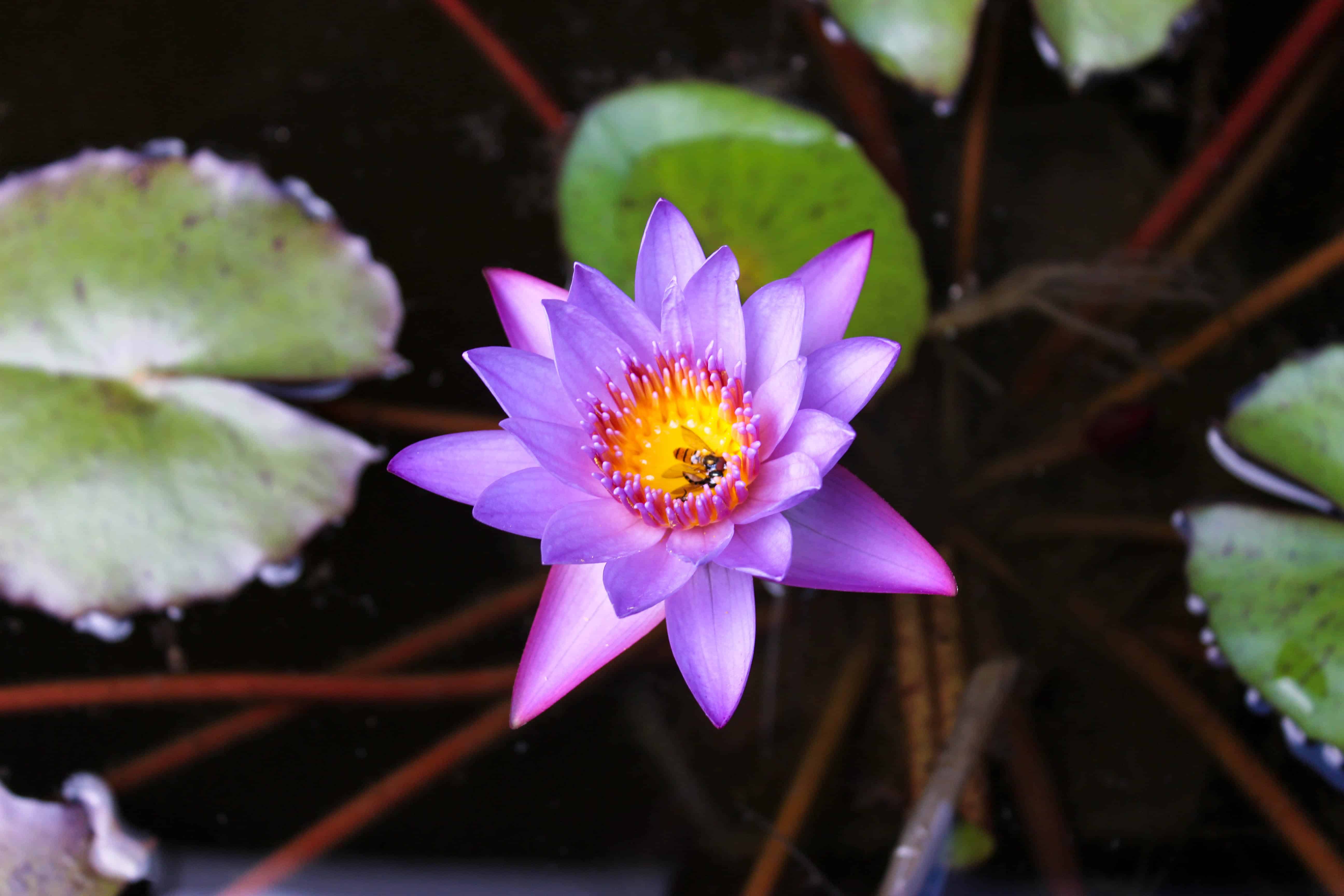 fleur nénuphar étang