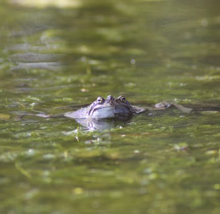 grenouille mare étang eau croasse amphibiens